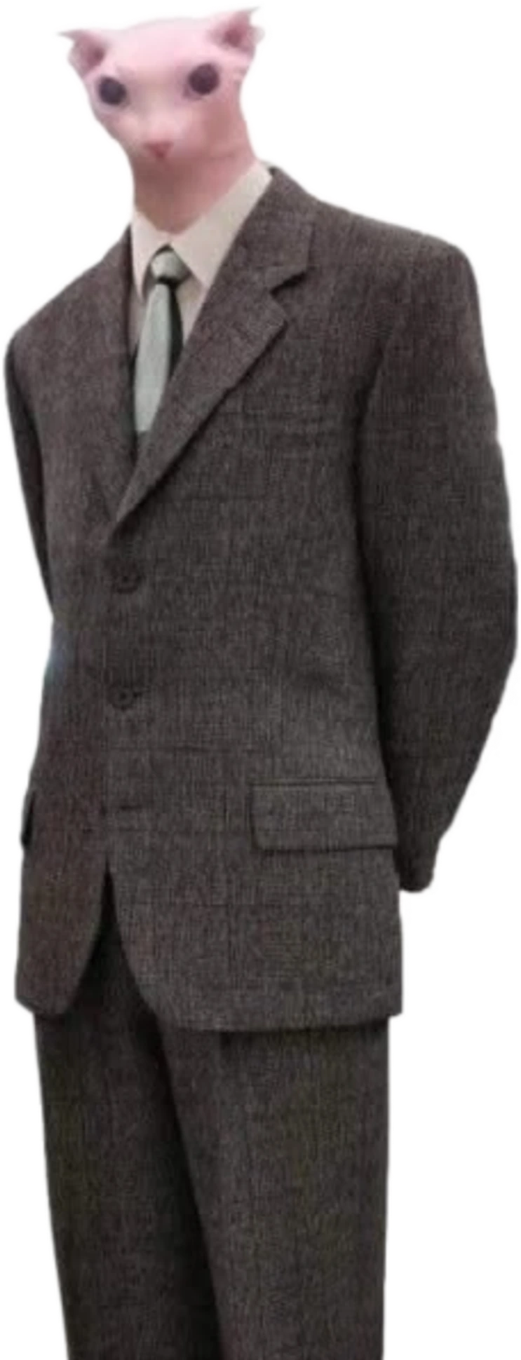 Bingus, a hairless cat, standing stiffly in a brown tweed suit